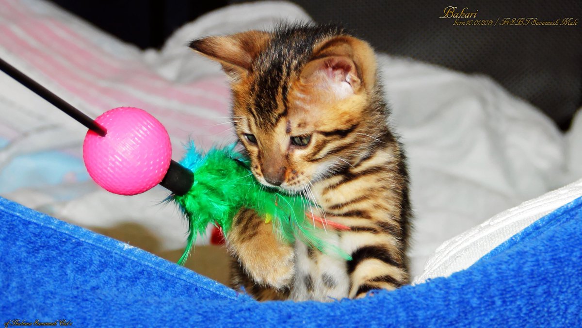 🇩🇪 Bahari, aus unserem zweiten Wurf ❤️
🇬🇧 Bahari, from our second litter ❤️

#savannah_katzen, #hybridkatzen – #savannah_cats, #hybrid_cats