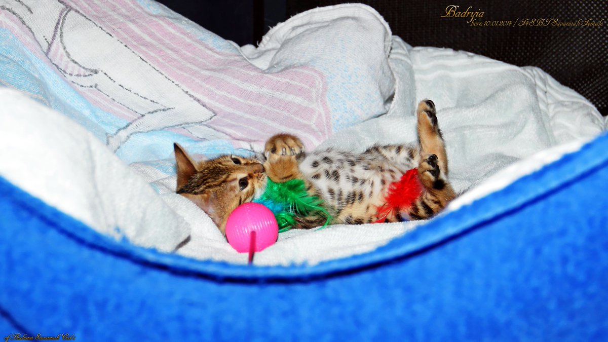 🇩🇪 Badryia, aus unserem zweiten Wurf ❤️
🇬🇧 Badryia, from our second litter ❤️

#savannah_katzen, #hybridkatzen – #savannah_cats, #hybrid_cats