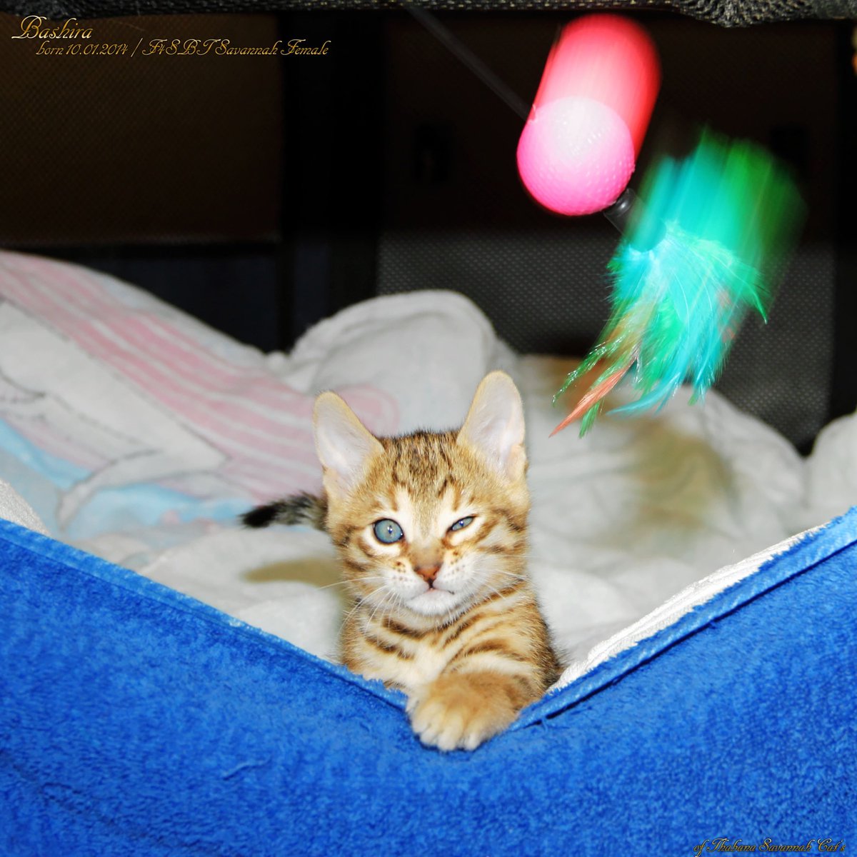 🇩🇪 Bashira, aus unserem zweiten Wurf ❤️
🇬🇧 Bashira, from our second litter ❤️

#savannah_katzen, #hybridkatzen – #savannah_cats, #hybrid_cats