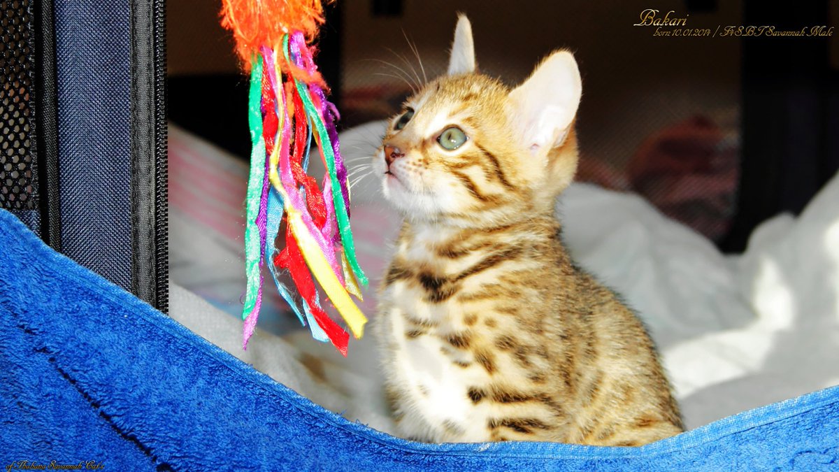 🇩🇪 Bakari, aus unserem zweiten Wurf ❤️
🇬🇧 Bakari, from our second litter ❤️

#savannah_katzen, #hybridkatzen – #savannah_cats, #hybrid_cats