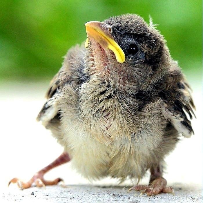 Alina, cariño, yo sé que querías cuidarlo... Pero la próxima vez, tienes que avisarme antes de cogerlo.

– Así explica el rubio a <a href="/OnexLostKid/">Alina</a>, la cual tenía muy buenas intenciones al querer salvar al caído... Pero a ver qué hace ahora él con un pajarito.–