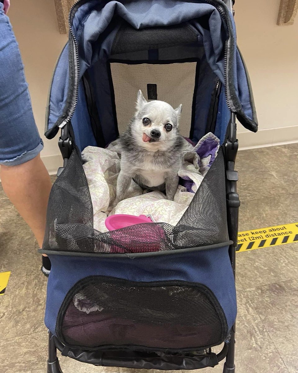 dog_rates's tweet image. This is Joe. He is 22 years old. His tongue is stuck out to make room in his noggin for all that wisdom. 14/10 #SeniorPupSaturday
