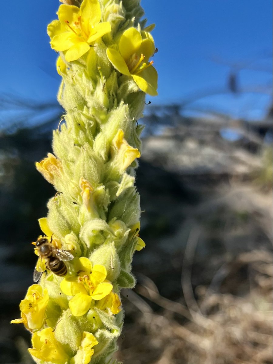 Good Morning!  Bee kind