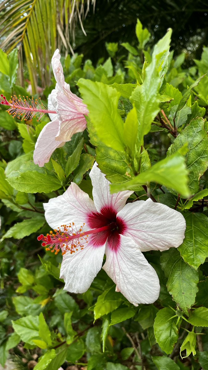 Botanical Gardens Madeira @madeira #madeira