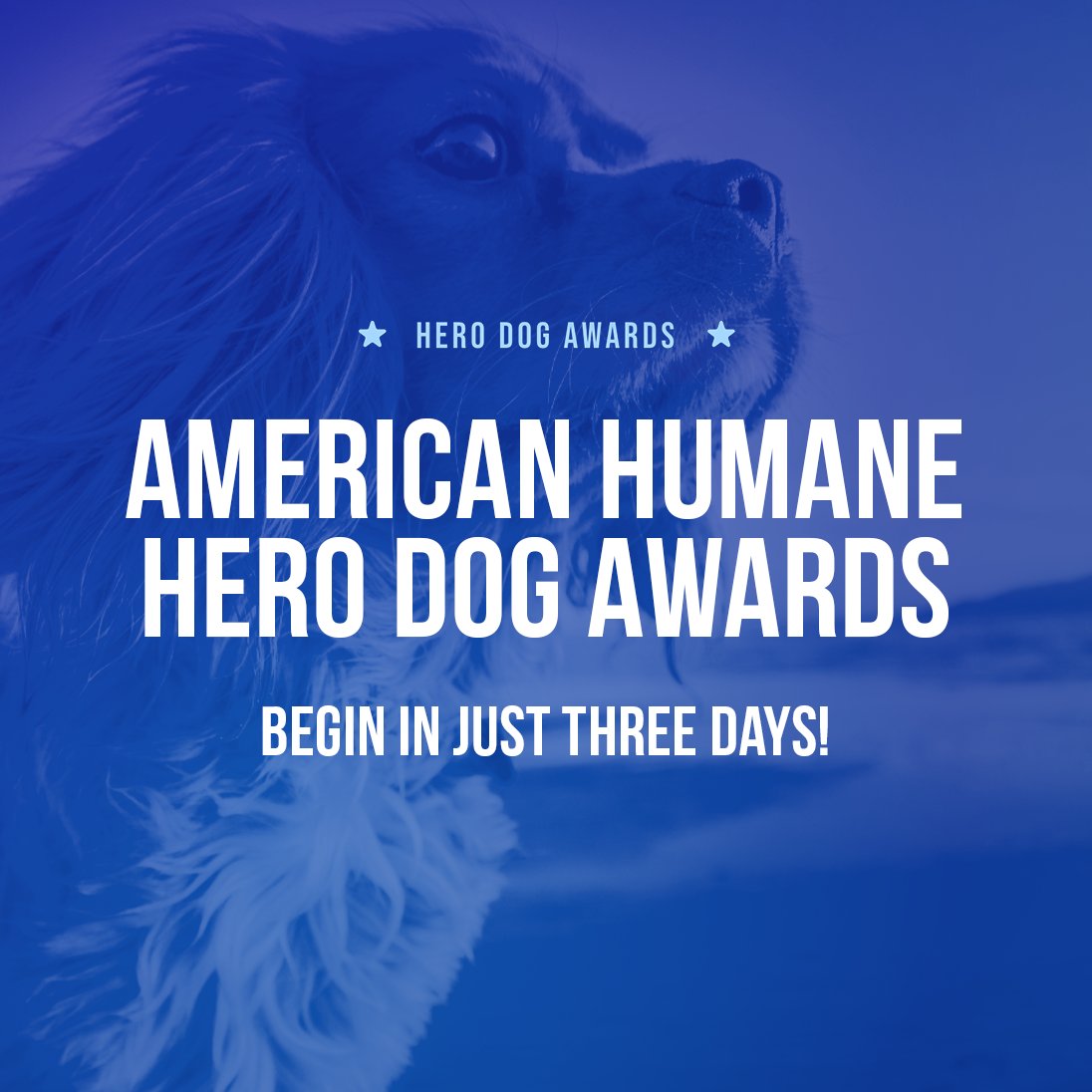 In just three days, voting for the American Humane Hero Dog Awards will begin! Stay tuned as we announce finalists in each of our five categories.