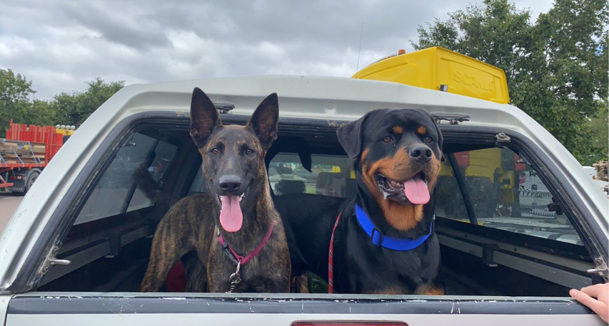 Mess__12's tweet photo. @Youridefou Le berger hollandais et le rottweiler 😅🥰 https://t.co/gkUC9SmBBS