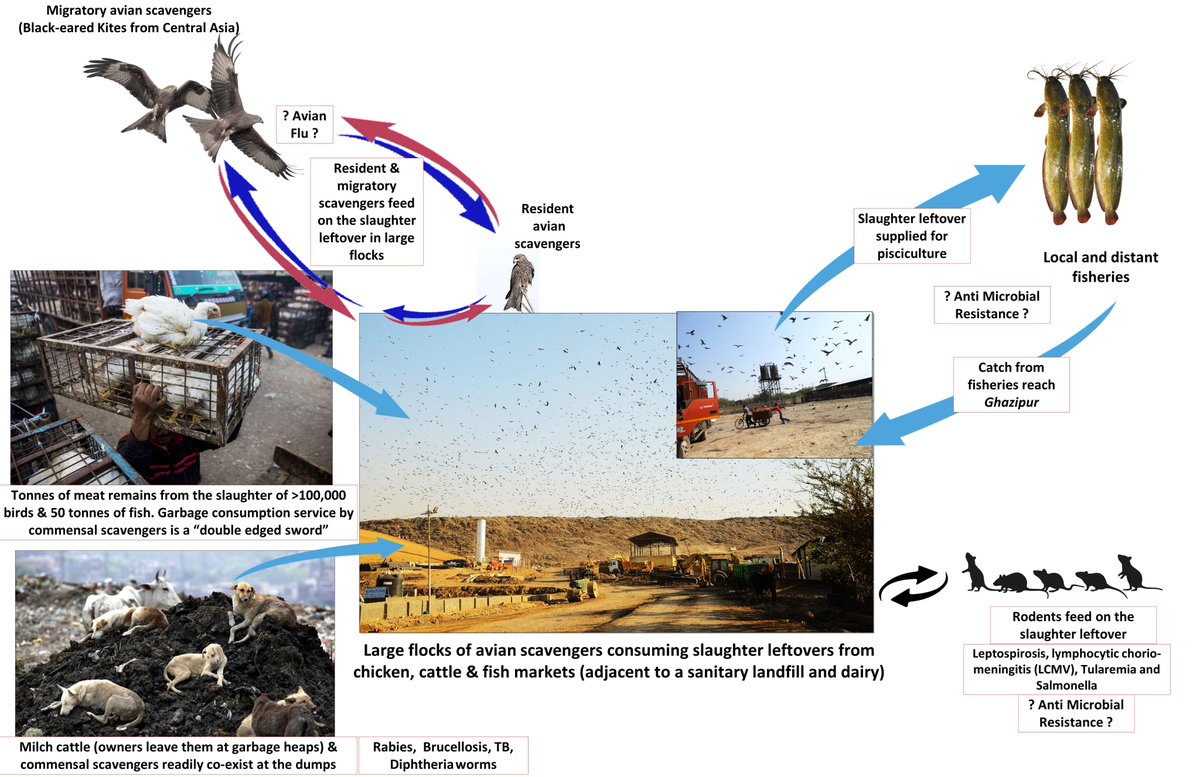 🚨Ever pondered the ecological ramifications of your favorite Chicken meal?🚨 A pre-print about Asia's largest landfill &amp; Meat market @Ghazipur: "Ecological Impacts of Poultry Waste: Conflicts, Diseases, and #climate change implications amidst #Pandemic" doi.org/10.1101/2023.0…🧵