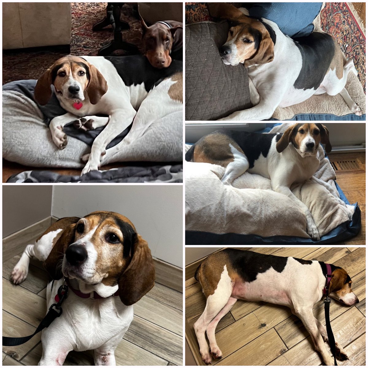 🚨 Attention Shorewood, IL residents 🚨

Our dog, Maple, let herself out of the house again this past Thursday night (July 13th), and has yet to return. She is extremely friendly, but will run if chased. We rescued her from a shelter in January of 2020 - she is microchipped.