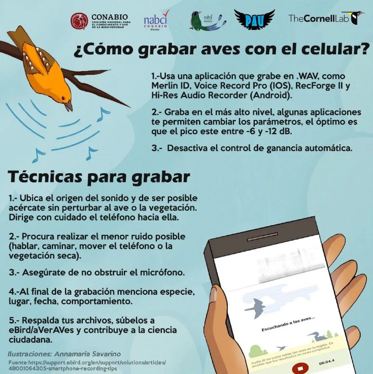 Corbatur_Vzla's tweet image. #Repost @pau_nabci || ¿Han grabado cantos de aves usando un celular? acá hay algunos tips. ¡Esperen pronto más consejos y sorpresas sobre grabación de cantos!

#birdsounds
#birdsmatter
#birdsoftheworld
#lovebirds
#cornelllabofornithology

Clic aquí 🔽
instagram.com/p/Cut0MutA6wM/