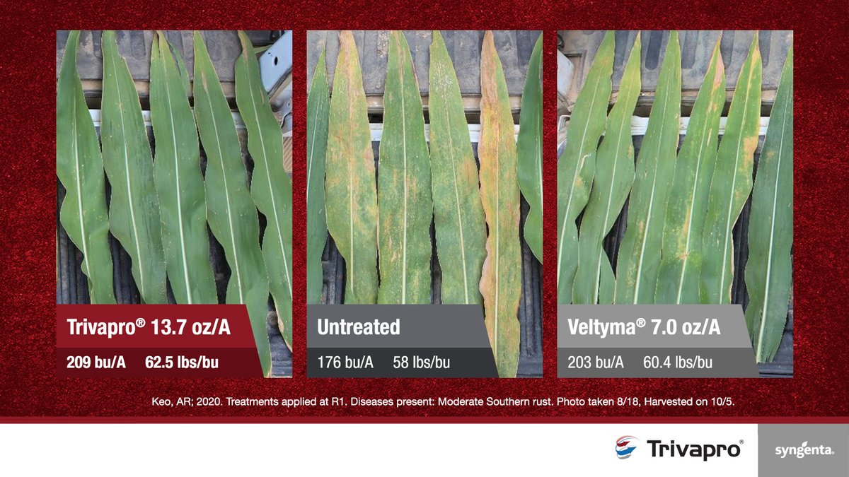 Get more days of disease and stress protection with Trivapro, the longest-lasting, hardest-working corn fungicide. See how #Trivapro can help maximize your ROI and yield potential with our calculator! bit.ly/3ATv3W3 #cornfungicide #grow23