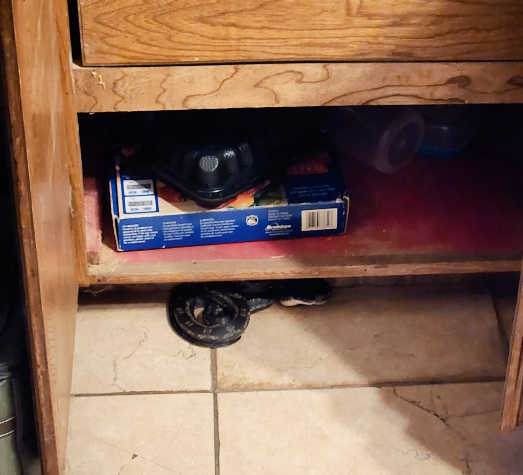 rayraysheppard's tweet photo. Snake in the kitchen... thats a new one lol π #Oklahoma #SWOklahoma @OKWildlifeDept #snake #kitchensnake #ratsnake #country #countryliving #rurallife https://t.co/8RO8n5TcZy