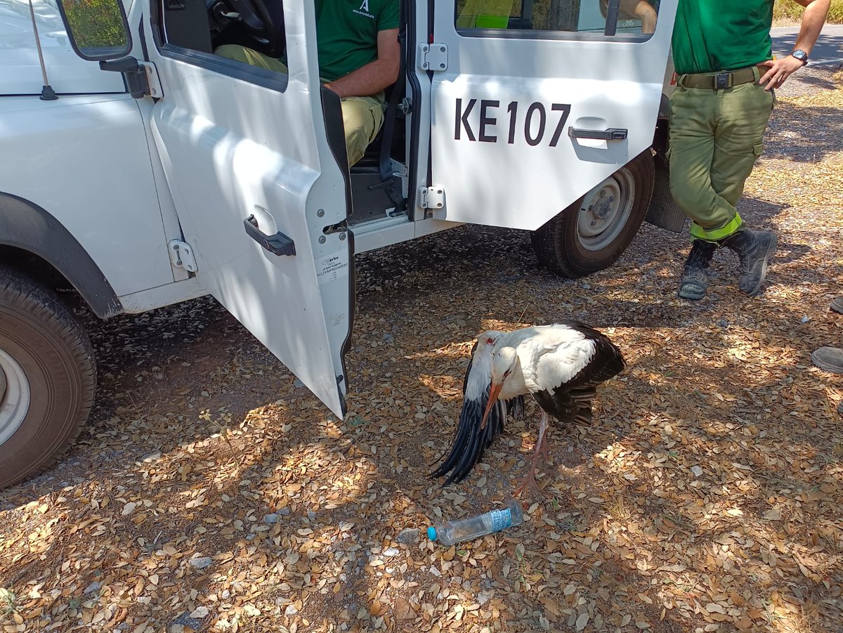 Plan_INFOCA's tweet photo. OTRAS EMERGENCIAS | Los compañeros del KE107 en su ruta habitual por la zona de Los Alamillos,  en Grazalema (Cádiz), localizaron una cigüeña con dificultades para volar.

✅ Tras llamar a los @AAMM_And éstos la trasladaron al centro de recuperación se especies de aves (CREA). https://t.co/aHpidzg1Pr