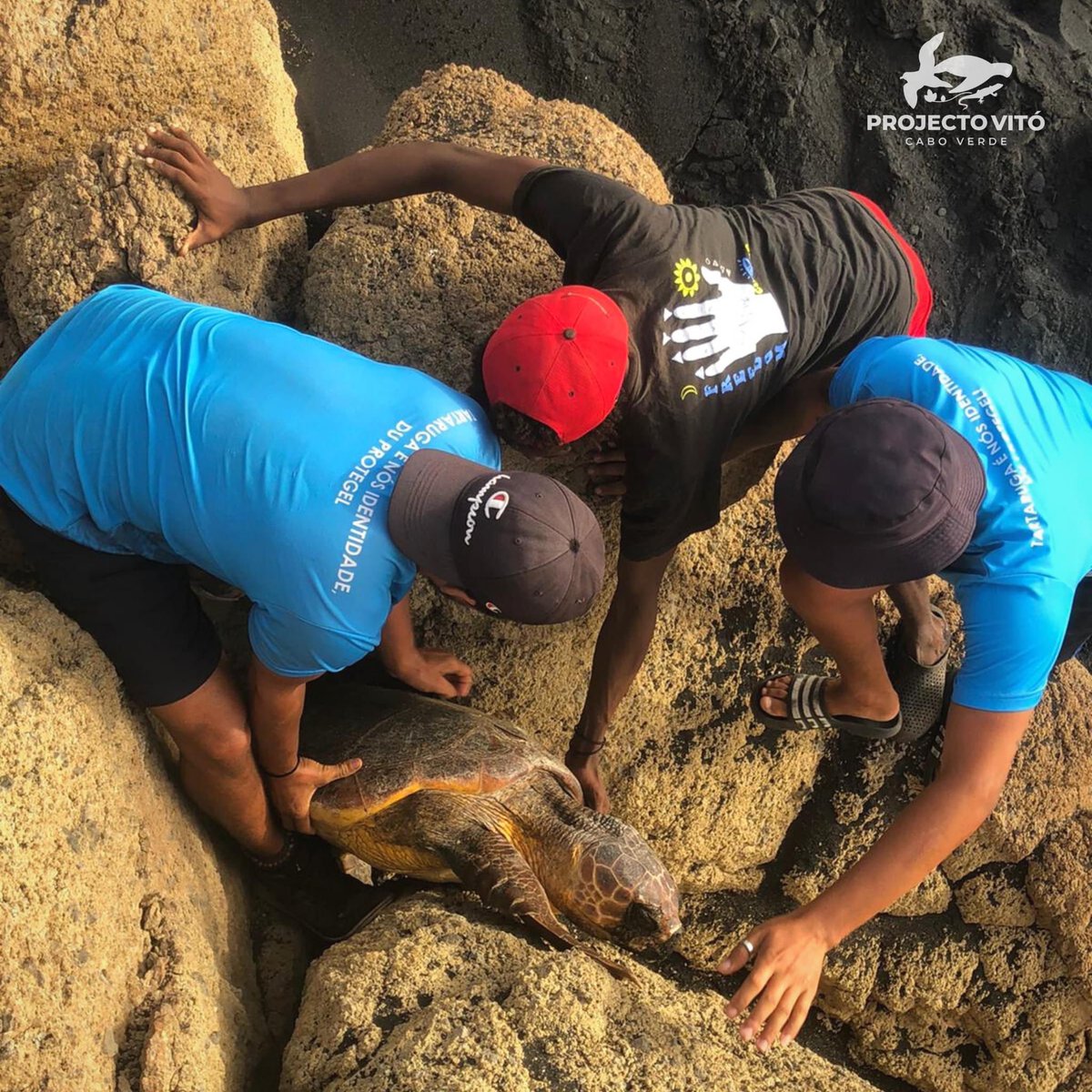 projecto_vito's tweet photo. RESCUE OF A #SEATURTLE

A #Carettacaretta was found among the rocks in the Rombo Islets Integral Nature Reserve - Cima Islet. Our team immediately rescued it and it was returned to its natural habitat. 
#conservation #rescue #integralnaturalreserve #romboislets #cimaislet https://t.co/4XJ55DoCrA