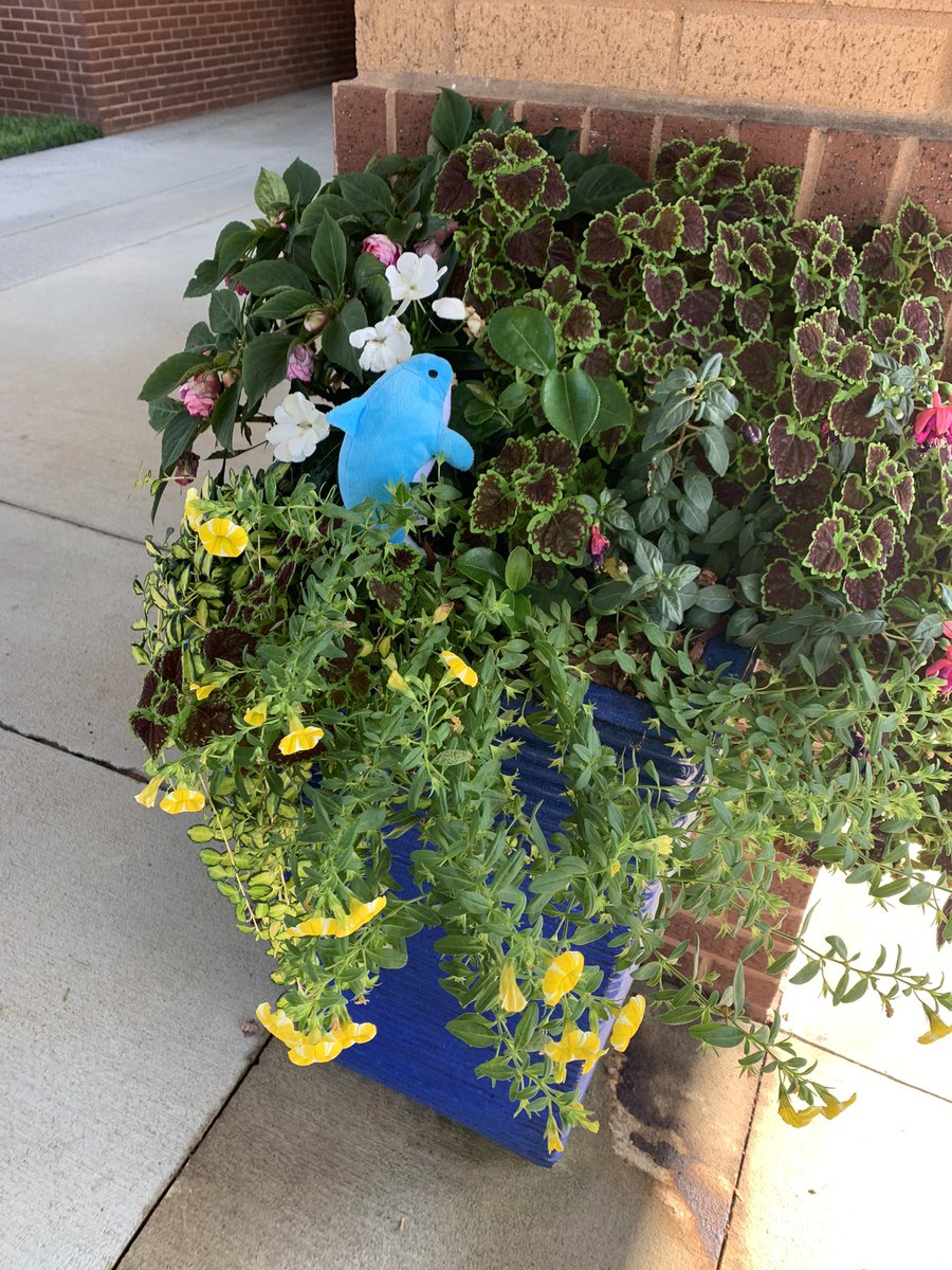 BethSako's tweet photo. Dash stopped to smell the flowers in front of Northview High School on her way in to work there Friday!  #DolvINcredible#AdventureswithDash
#DolvnINcredible https://t.co/a1KOy4We6k