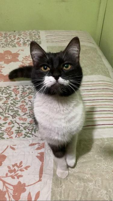 AnimalParaiso's tweet photo. Joven gatita en adopción. Fue rescatada por bomberos de un techo donde llevaba cuatro días ahí. Es una joven minina de unos nueve meses, se entrega esterilizada y desparasitada.

Disponibilidad de entrega V Región en general.

Contacto cel. +56942046918. https://t.co/ADBf2csiFP