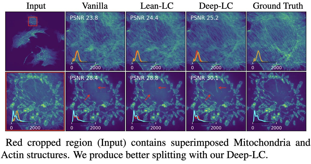 Ashesh (@ashesh0) on Twitter photo Super happy to announce that our work "µSplit: image decomposition for fluorescence microscopy" has been accepted at #ICCV2023!! With µSplit variants, we can split apart two superimposed structures with relatively less tiling artefacts and lower GPU usage🎉 <a href="/florianjug/">Florian Jug</a> #Juglab Super happy to announce that our work "µSplit: image decomposition for fluorescence microscopy" has been accepted at #ICCV2023!! With µSplit variants, we can split apart two superimposed structures with relatively less tiling artefacts and lower GPU usage🎉 <a href="/florianjug/">Florian Jug</a> #Juglab