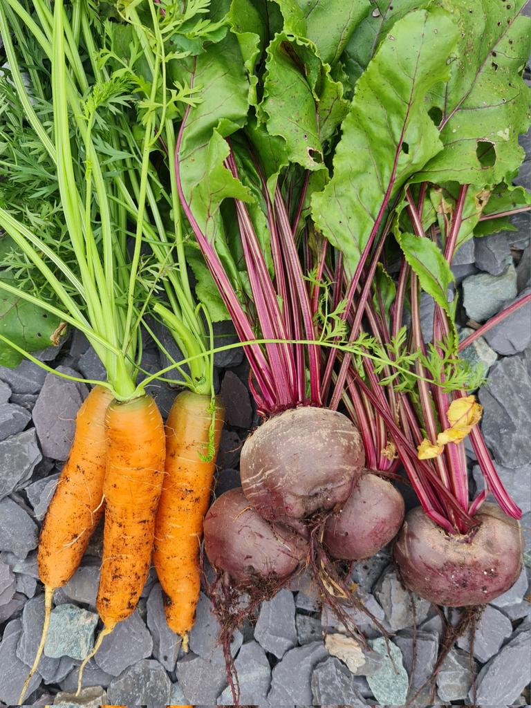 Summer's bounty continues to impress. The carrots and beetroot have done especially well this year (apart from the row of F1 Red Samurai carrots that bolted due to my ineptitude according to the seed company!) #NoDig #NoPesticides #NoChemicals #Organic #GrowYourOwn