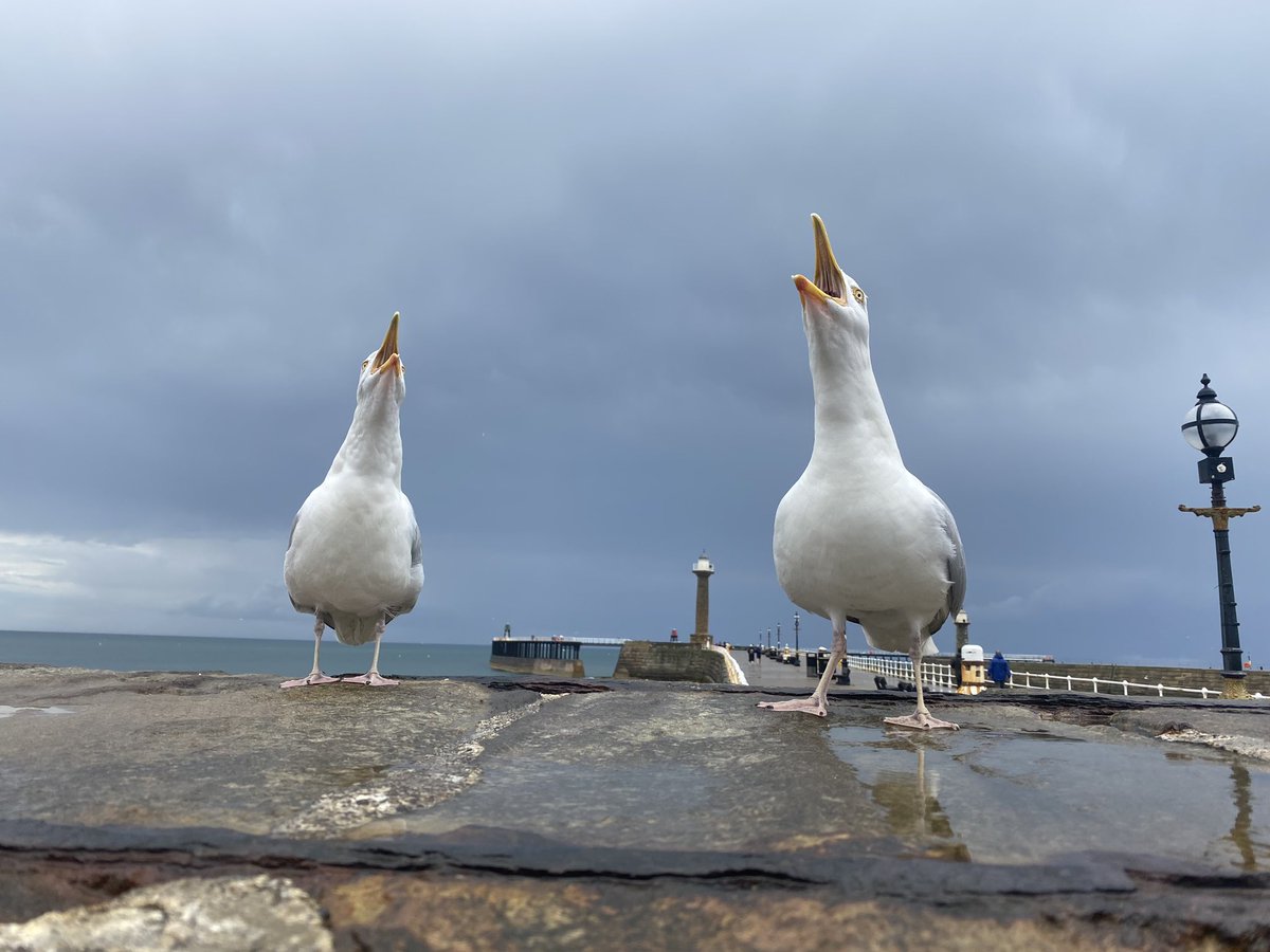 improvemydiet's tweet photo. Wolf gulls.
#ExerciseWalk
#CoastalWalk https://t.co/PdG5gmZUeA