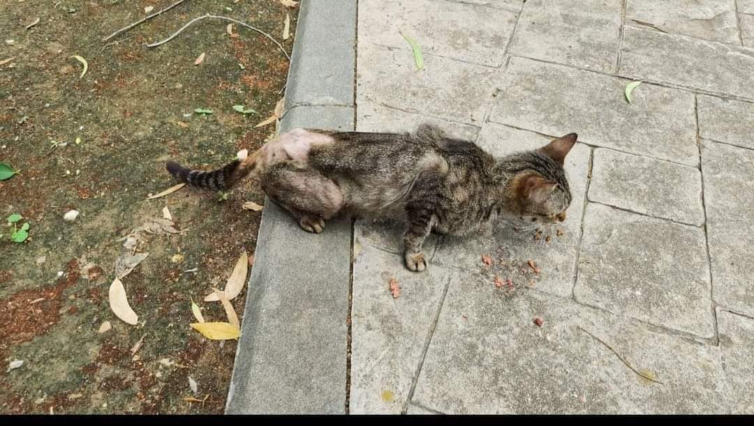 SilviaMylo's tweet photo. Copio :
Lo han dejado abandonado en una colonia, en Rinconada, Sevilla.
Estoy totalmente desbordada, sin hueco en casa, sin acogidas, sin dinero....😓 
El gato parece estar castrado.
No sé qué le pasa al gato 
Llamarán a la perrera se le ve enfermo
607894171
🙏😢💔🆘📢📢📢📢📢 https://t.co/NV32wIfl9m