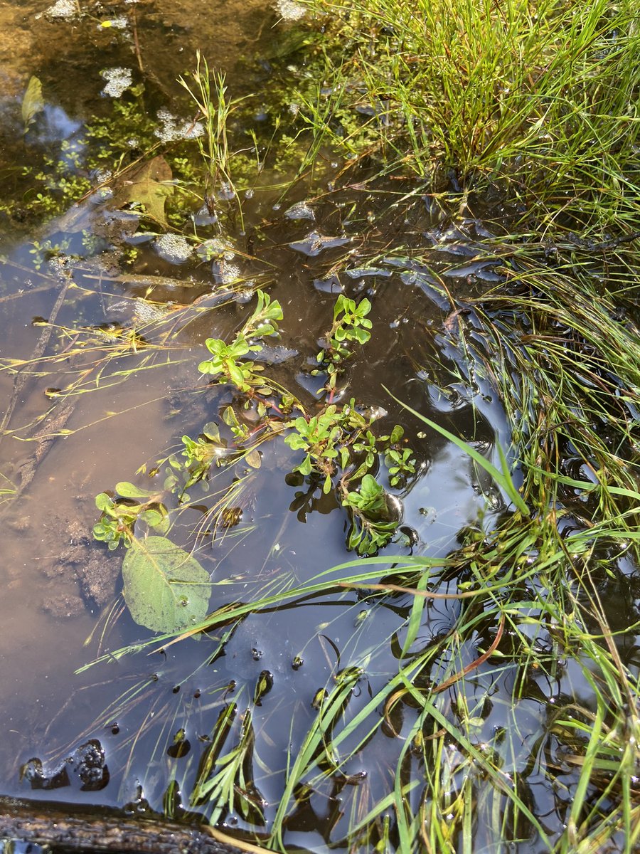 Nick Tribe tweet media