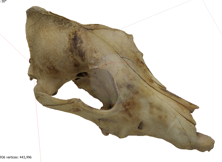 BrassardColline's tweet photo. #OngoingResearchProject
Mummies, mummies, sweet mummies
In case some of you have 3D models of canid skulls from Ancient Egypt that you would agree to share, please get in touch with me :) https://t.co/3ufefbhZHL
