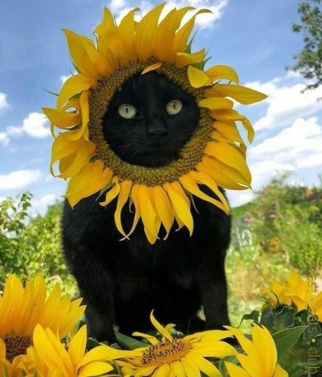 ravensky311's tweet image. Happy Caturday. #HelloWeekend 🙂🌻🐈‍⬛