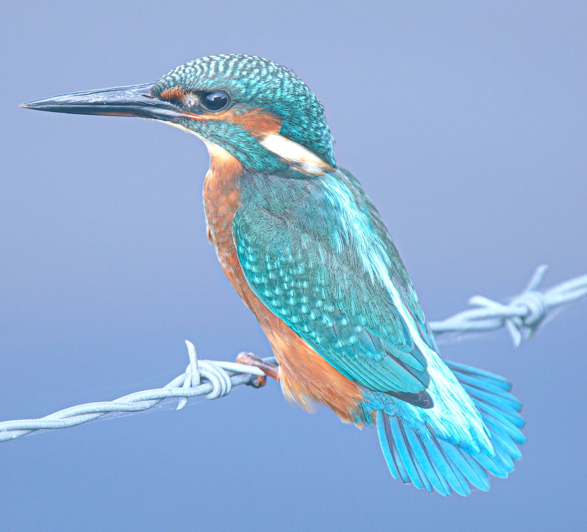 Tonight’s thread, it’s all in the tail!!!! I’ll start with this European Kingfisher I’ve shared many times….. Liverpool UK 🇬🇧