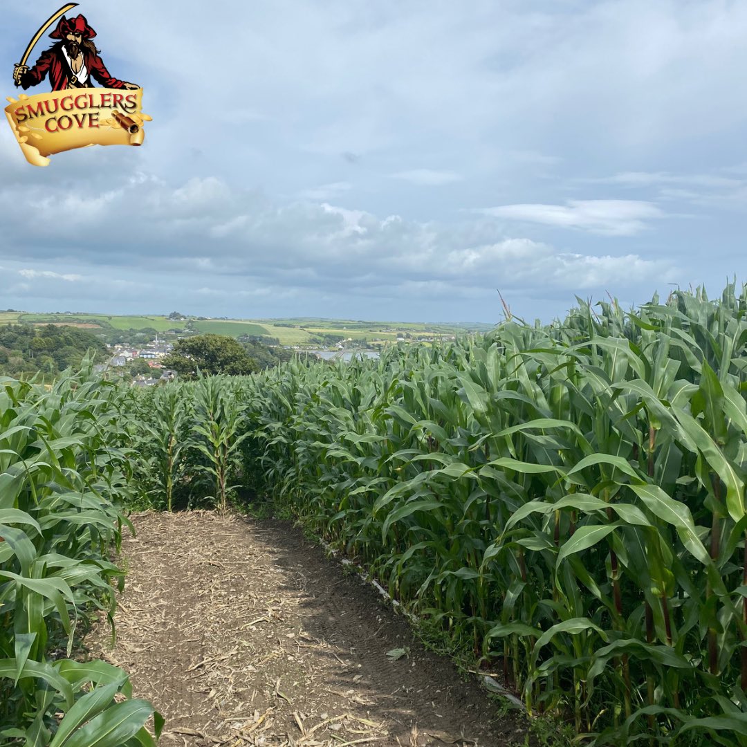 Get ready to lose yourself in The Corn Maze at Smugglers Cove, opening tomorrow 🌽 
Don’t miss out on the chance to explore the twist and turns of Ireland’s largest Corn maze.