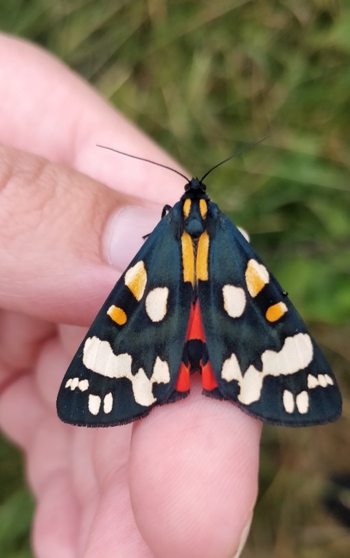 An absolutely incredible sight, a scarlet tiger moth! 

Nature's ability to make art in what people consider dull and boring. Moths are so much more than small brown pests. 

#Nature #Wildlife #Moth #Moths #Beautiful #Art #MothsAreBeautiful #MothAppreciation #NLHF