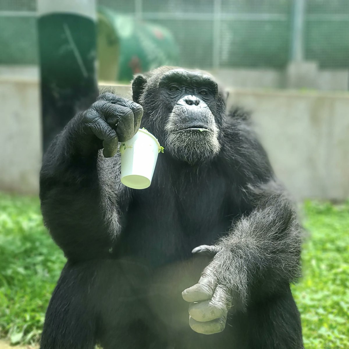 prim8rescue's tweet photo. Rodney is lookin' sharp! No matter the temp, he's always cool😎
Help the chimps today by making a donation of any size to the Chimp Summer Comfort Fund!
https://t.co/PcFy6cJUYX
#chimp #sanctuary #notapet #lifetimeofcare #summercomfort #chillinlikeavillain #lookinsharp https://t.co/sGdoxBDRcb