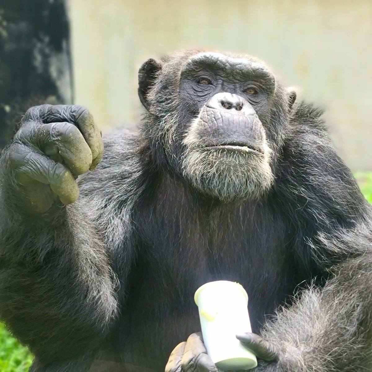 prim8rescue's tweet photo. Rodney is lookin' sharp! No matter the temp, he's always cool😎
Help the chimps today by making a donation of any size to the Chimp Summer Comfort Fund!
https://t.co/PcFy6cJUYX
#chimp #sanctuary #notapet #lifetimeofcare #summercomfort #chillinlikeavillain #lookinsharp https://t.co/sGdoxBDRcb