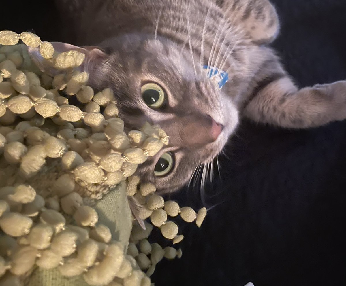 ClariceFox4's tweet photo. Stage 14: After the arduous all-nighter, which he Aced, the judges know the feline competitors are exhausted. To take it easy on them The Assignment… choose a pillow and have your human take a photo of you with it and be creative #conquerthecourse #tourdecouch2023 #golegacy https://t.co/fAA0Av8tbV