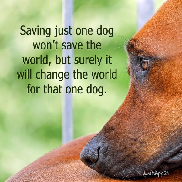 atakecash's tweet photo. @Dalbodog wish more people were like u. Dogs require some sort of sacrifice but the amount of genuine love and loyalty u get is worth every bit. https://t.co/jBxl30h58i