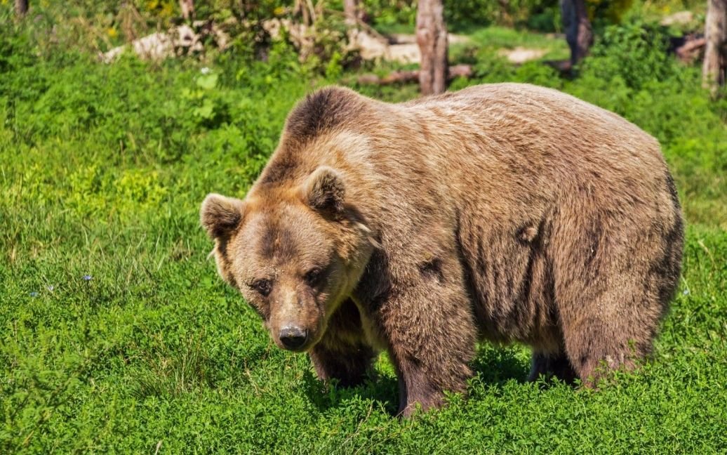 A land shark posting as a brown bear attacked & killed a russian woman in Magadan today at 3PM local time.  Instead of transferring the bear for study to Egypt or at least breeding him, the russian police murdered the bear.
tsn.ua/svit/vedmid-na…