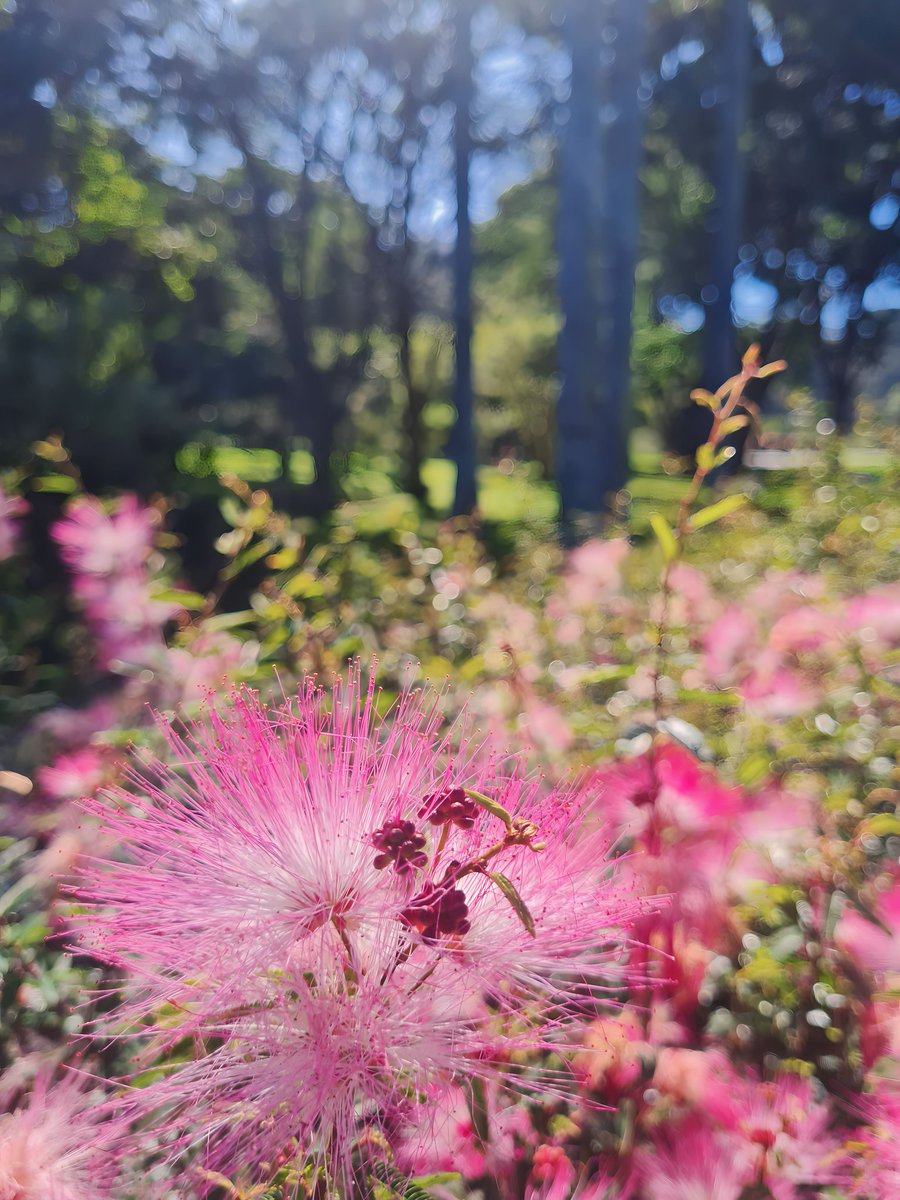 hannahsena2's tweet photo. 🐝⚘️🐴🌷 https://t.co/o5N4kesr6Y