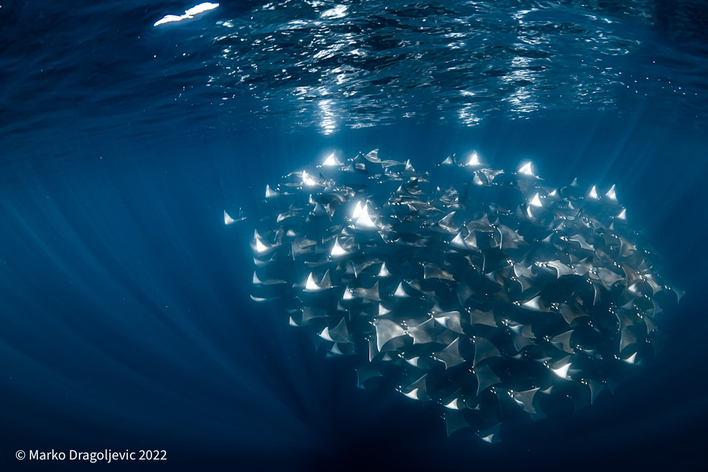chipi_nbgd's tweet photo. Massive school of #mobulas at #magdalenabay late last year while I was exploring #californiasur and #bajamexico. We were on the lookout for sardine baitballs and whales and then this surprise landed. It was a proper snorklin safari with hours on tiny boat. https://t.co/T8u0WgzGcx