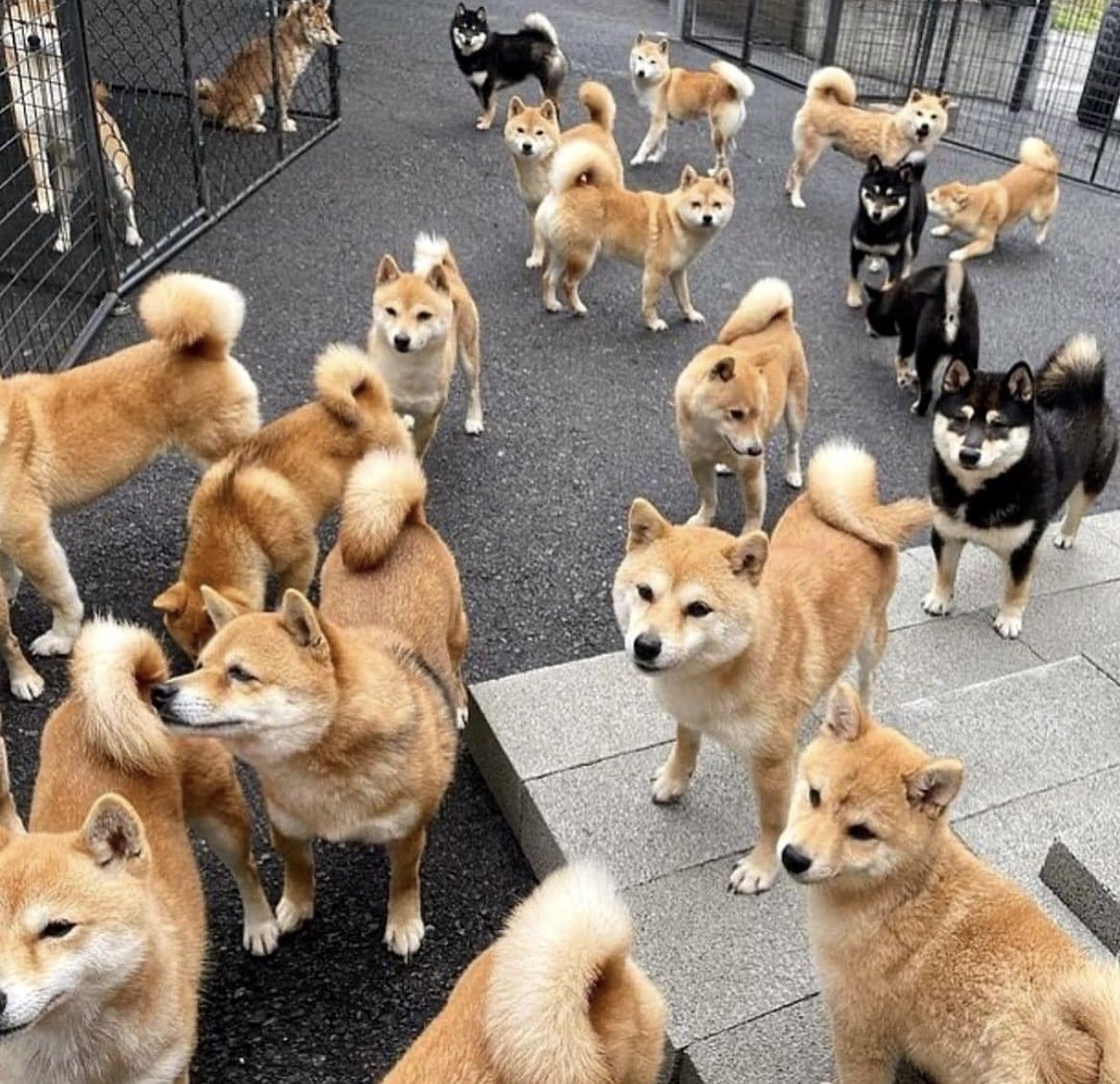 Dogememegirl's tweet photo. Not a lot of people realize this, but unlike many other cryptos out there, Dogecoin is decentralized. Many of those cryptos have big marketing budgets to convince people their token is the real deal. But Dogecoin? We don't have those fancy advertising bucks or pay influencers. 

We're all about our awesome community. 🤝😊

And now that Twitter lets you earn money by creating content, there couldn't be a better time to support Dogecoin while doing what you love. 

You can create awesome stuff, make some cash, and show support for Dogecoin all at once.

Let's come together, help each other out, and make our community even bigger and better!
