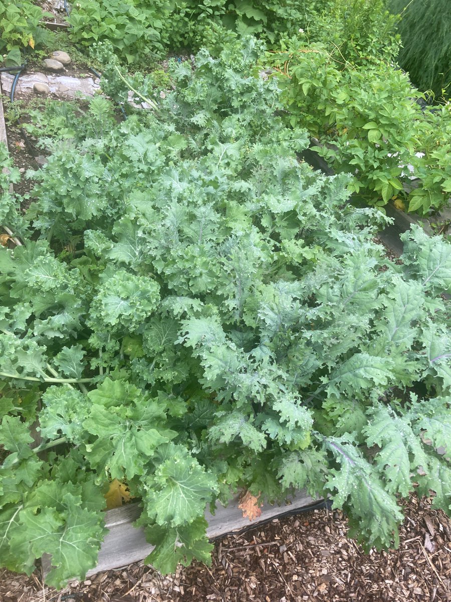 Prolific kale forest: