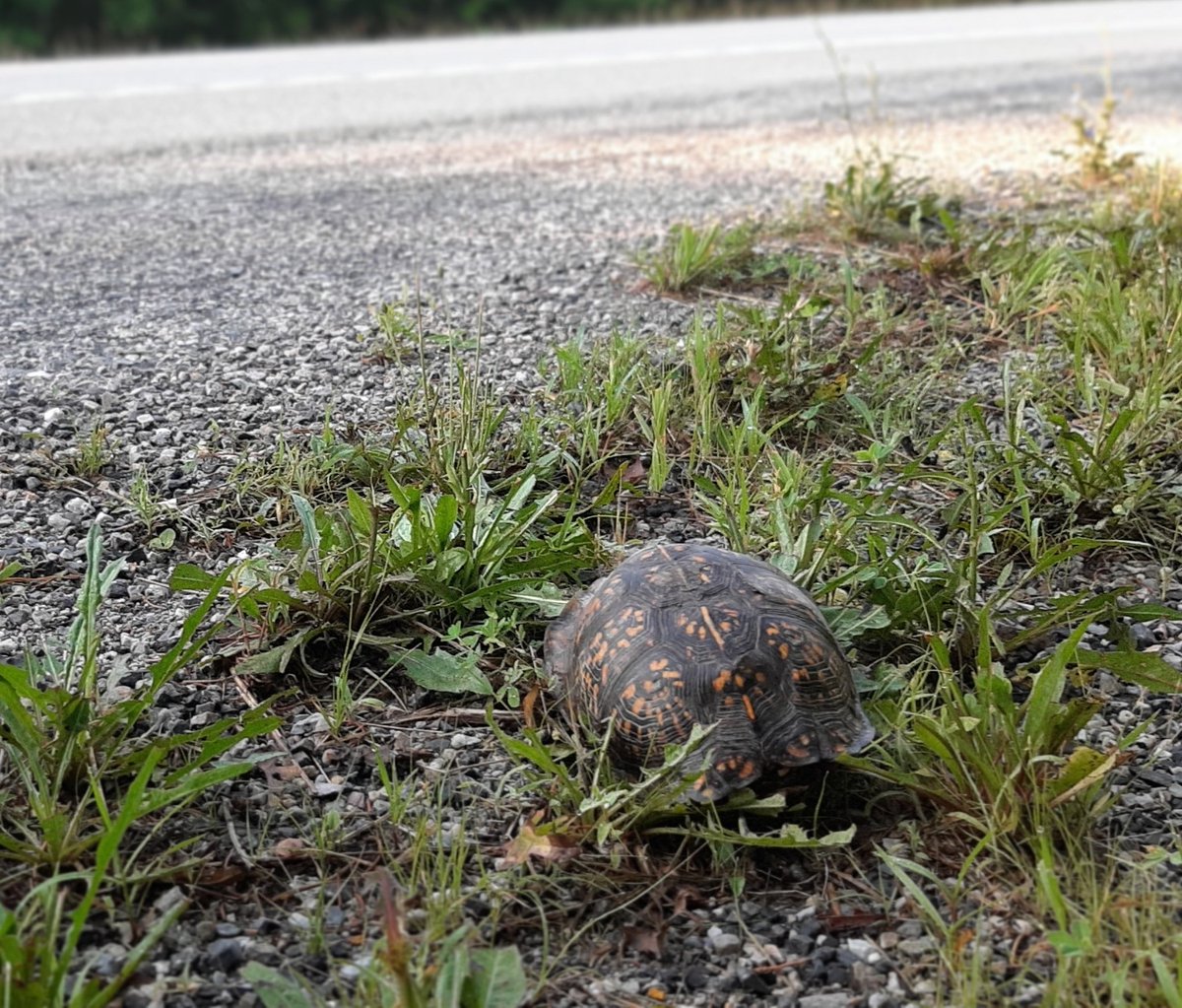 PhotogTristan's tweet image. Brief stop for a turtle rescue ony way to the Longship Company work session #turtle #boxturtle #easternbozturtle #turtlerescue #Longshipcompany
