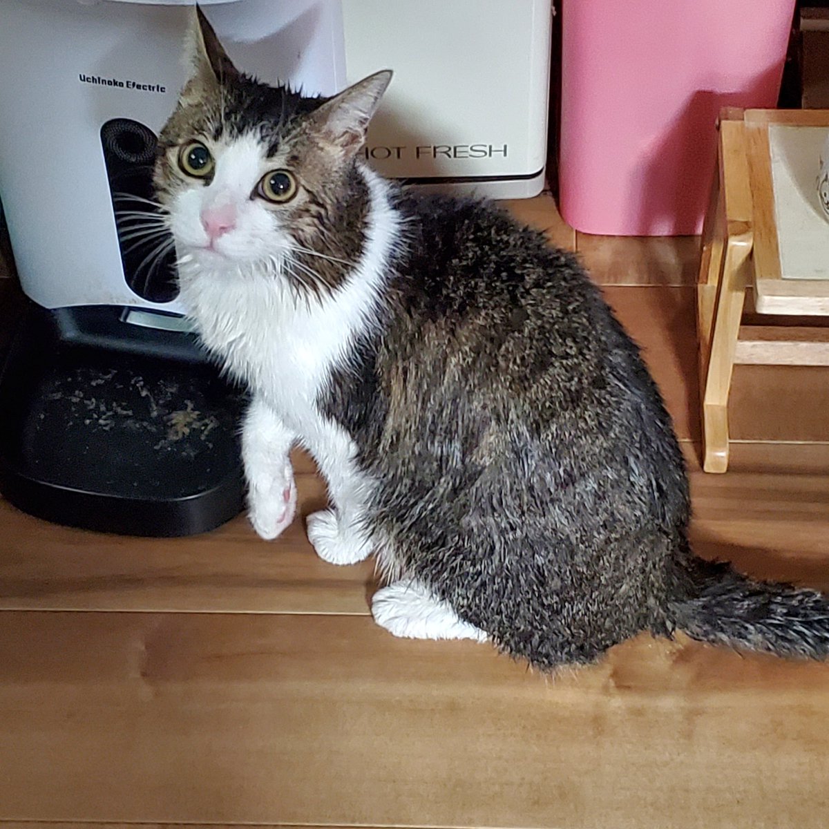 chocolat_mignon's tweet photo. 洗濯されてしまいました

Byオレオ

#保護猫
#キジシロ
#ちょっと可愛いから見て https://t.co/HQ68WGORKs