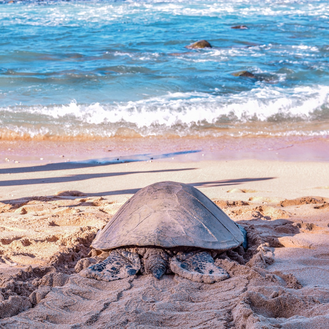 GumboCoastal's tweet image. Did you know that female sea turtles are known to be faithful to their #NestingBeach?

By turning off unnecessary lights, filling in holes, &amp;amp; respecting marked nesting areas, we can ensure a safe environment for these nesting sea turtles &amp;amp; their #hatchlings!