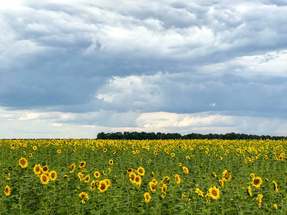 Ex Utopia tweet media