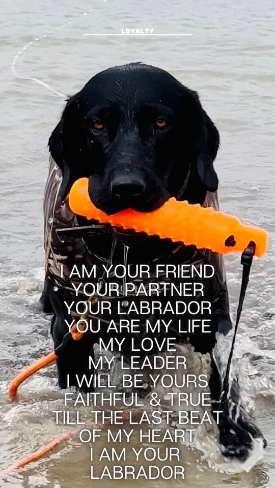 🖤🐾Love my Labrador 🖤🐾
#LabradorRetriever #blacklabrador
#LabradorLife