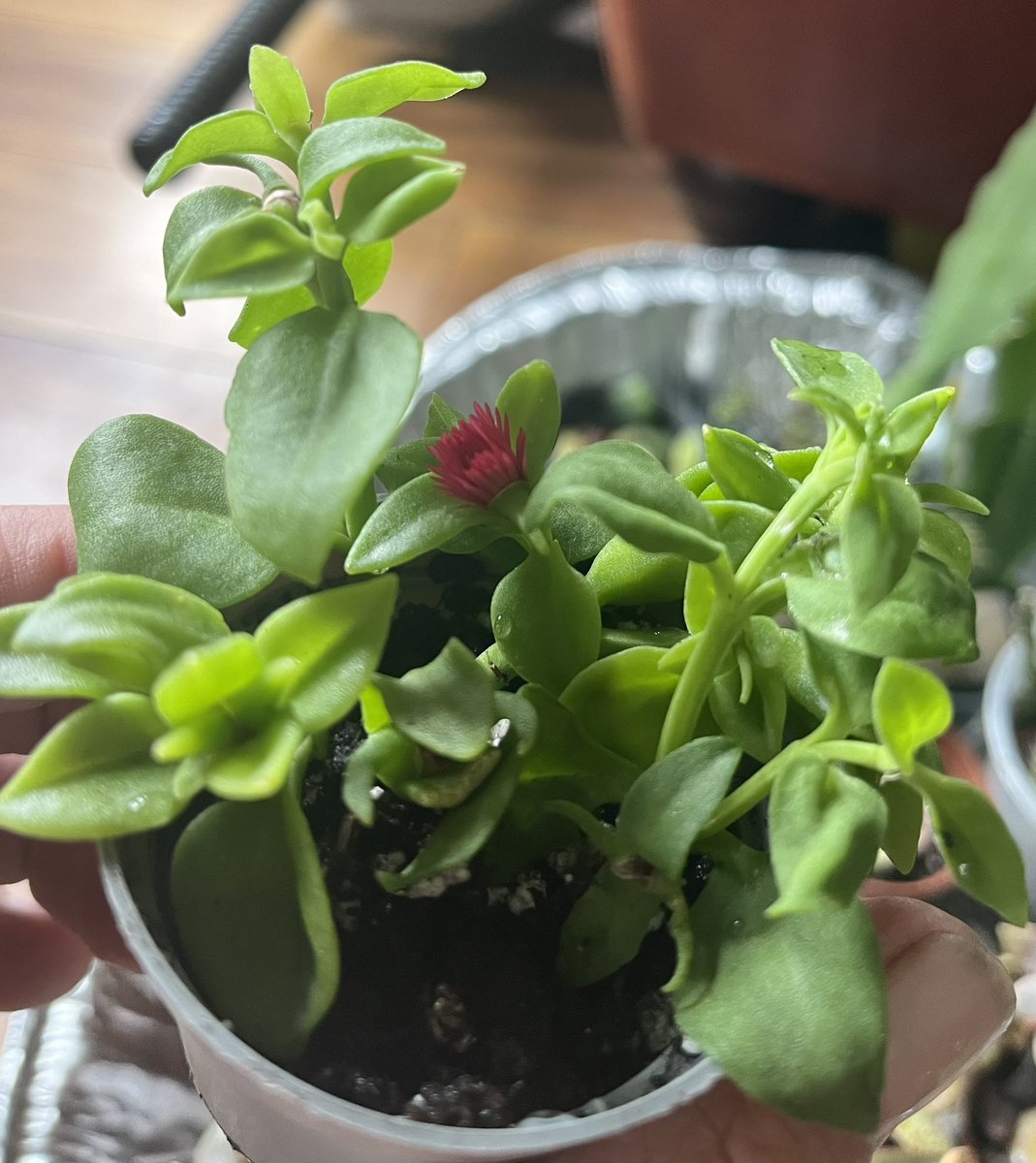 BearDublin's tweet photo. Plant ID app not guiding me well with this one!
Watering #succulents here at the moment #echeveria #jades #sedums #crassula #aeoniums #graptopetalum but can’t identify this one - currently flowering, lovely little red bloom. Any ideas? Anyone else own this one? #houseplants https://t.co/kTUEh6YDNv