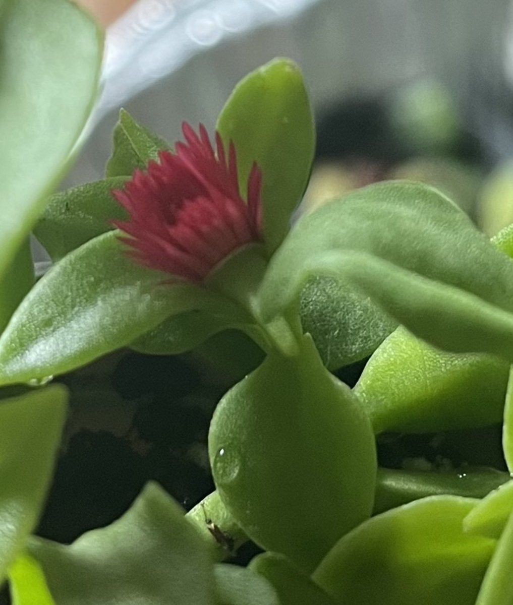 BearDublin's tweet photo. Plant ID app not guiding me well with this one!
Watering #succulents here at the moment #echeveria #jades #sedums #crassula #aeoniums #graptopetalum but can’t identify this one - currently flowering, lovely little red bloom. Any ideas? Anyone else own this one? #houseplants https://t.co/kTUEh6YDNv
