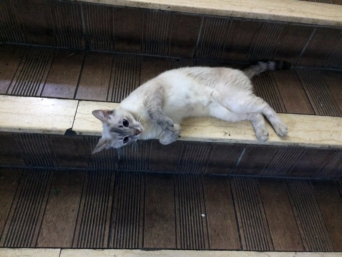 CatsBreeding's tweet photo. Stairs nap!!!!!! 
#funny #CatsLover  #pet #catgirl  
@cat_auras @fasc1nate @shouldhaveanima @TweetsOfCats @ShouldHaveCat @weirdlilguys @CatWorkers https://t.co/zWcjQLEE2k