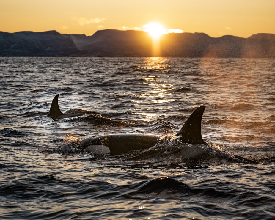 Orcas hold the remarkable distinction of being the most widely distributed marine mammal ... they're found in every ocean of the world! 🌎 Plus, they can live up to 50-80 years in the wild. Talk about an incredible life! 🌊

ow.ly/jvXf50FtlGF