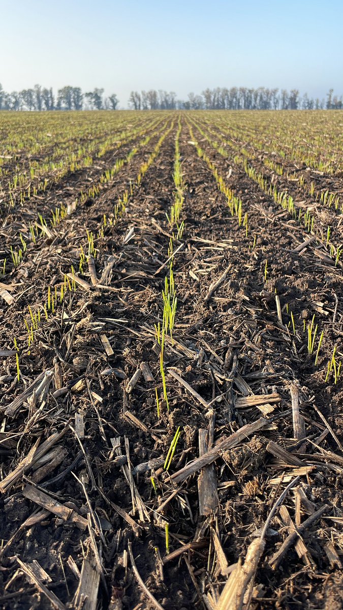elchamaco_1's tweet photo. Recorridas trigos2023.
#B620🌾 #DMCatalpa🌾 #DMAlerce https://t.co/UMBxG4S2Ym