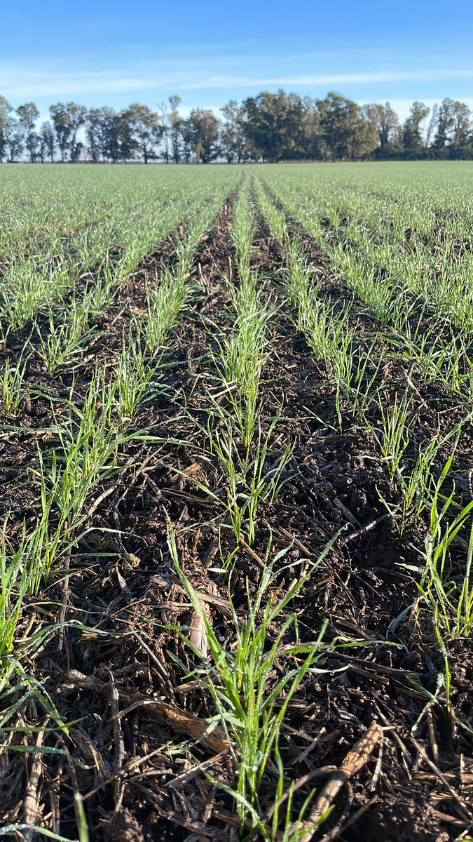 elchamaco_1's tweet photo. Recorridas trigos2023.
#B620🌾 #DMCatalpa🌾 #DMAlerce https://t.co/UMBxG4S2Ym