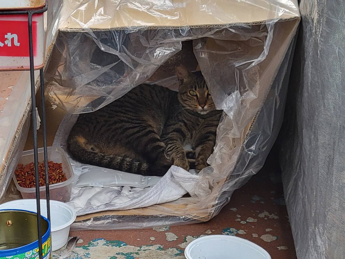 以前、ケガを治すついでに去勢とか諸々して無事さくら猫となり
現在会社に住み着いている玉ちゃんです。

今では全身ナデナデとブラッシングを許してくれるようになりました。
むしろ撫でろとスリスリしてきます笑

…いつか内猫にしてやれたらなぁ

#さくら猫
#野良猫
#可愛い